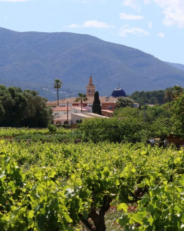 Con las últimas lluvias ☔️ nuestras plantas van a acumular reservas para el año que viene y así volver con más fuerza después de estos años de sequía. 💪😍🌿

#bodegasriko #bodega #bodegasrikoxalo #xalo #marinaalta #costablanca #vendimia #viñedos #uva #enoturismo  #catadevinos #artesania  #bodegalocal #tradicion #vino #wine