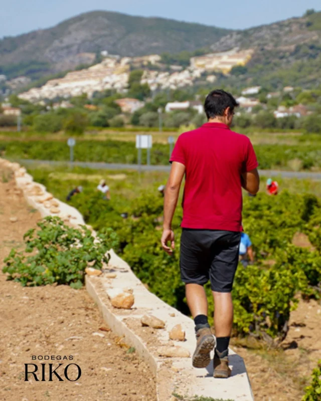 ¡Afortunados de tener estos paisajes y este gran producto! 🍇😍⛰

#bodegasriko #bodega #bodegasrikoxalo #xalo #marinaalta #costablanca #vino #wine #vermut #mistela #moscatel  #vinotinto #vinoblanco #pasionporlatierra