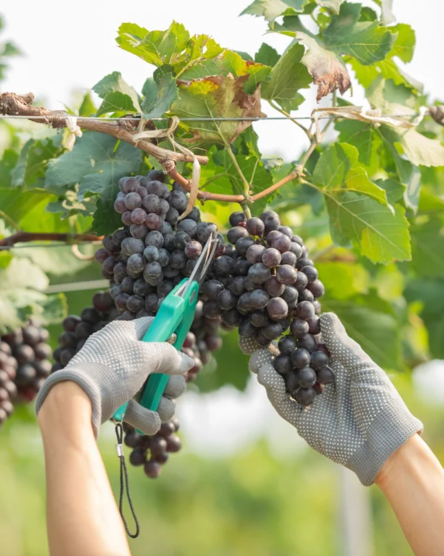 Cosechamos con las manos, elaboramos con el corazón. 🤝❤️

#bodegasriko #bodega #bodegasrikoxalo #xalo #marinaalta #costablanca #vino #wine #vendimia #viñedos #uva #enoturismo  #catadevinos #artesania  #bodegalocal #tradicion #bodegafamiliar