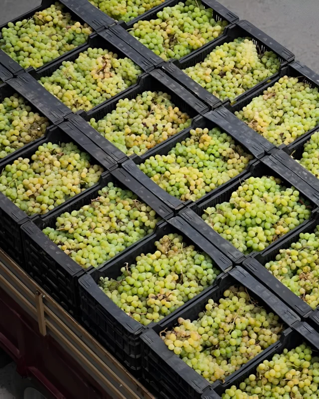 Materia prima de primera calidad para elaborar nuestras deliciosas mistelas y vinos. 🤩

#bodegasriko #bodega #bodegasrikoxalo #xalo #marinaalta #costablanca #vendimia #viñedos #uva #enoturismo  #catadevinos #artesania  #bodegalocal #tradicion #vino #wine